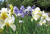 Iris and Lily Garden