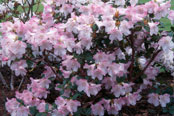 Rhododendron Garden