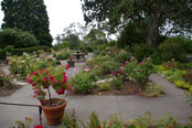 Sunken Rose Garden