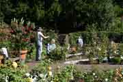 Volunteers working in the gardens
